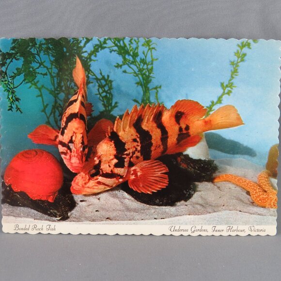 Vintage Postcard - Banded Rock Fish Undersea Gardens Victoria - Dexter Press - Picture 4 of 4